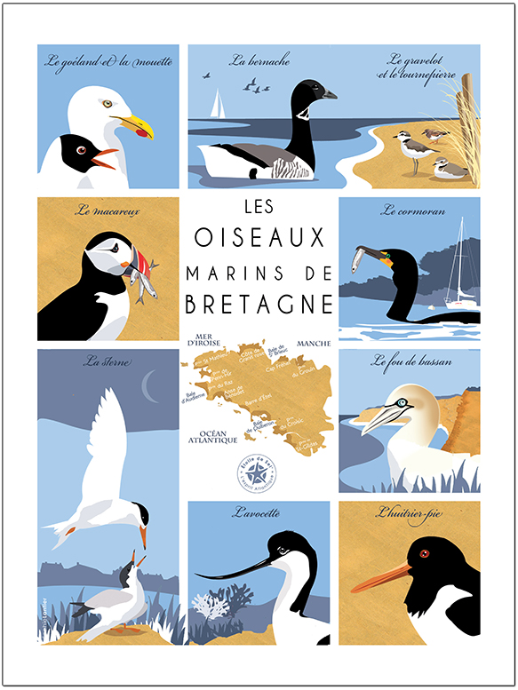 La mouette, le goéland, le macareux moine, l'avocette élégante, le Fou de Bassan, la sterne pierregarin, le gravelot à collier interrompu, a bernache cravant et le grand cormo-ran